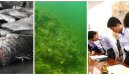 Chất thải Formosa gây cá chết miền Trung: 'Bồi thường 500 triệu đô, xử lý cần hàng tỷ đô'