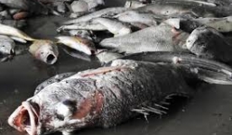 Hôm nay công bố nguyên nhân, thủ phạm gây cá chết ở miền Trung