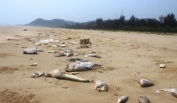 Formosa là thủ phạm khiến cá chết hàng loạt ở miền Trung