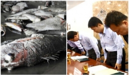 'Thảm chất độc' dưới đáy biển miền Trung giết cá như thế nào?