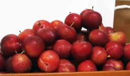 Dân Việt sành ăn chê mận Việt, lùng mận Mỹ hơn nửa triệu/kg