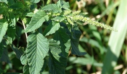 Những bài thuốc chữa bệnh tuyệt vời từ rau dền cơm