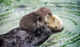 Rái cá mẹ ngọt ngào ôm con nằm ngủ trên mặt nước