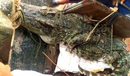 Cận cảnh cá sấu khổng lồ nặng 70kg bắt được ở Hà Nội