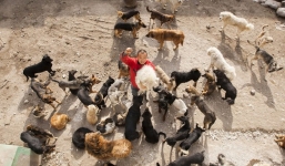 Triệu phú Trung Quốc phá sản vì nuôi hàng nghìn con chó