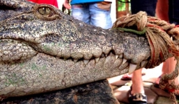 Video: Cận cảnh cá sấu 'khủng' người dân bắt được ở Hà Nội