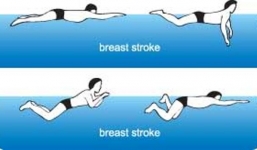 Dạy học bơi: Kỹ thuật bơi ếch cơ bản