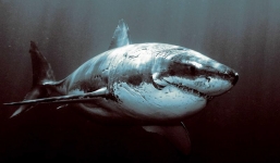 Video: Lần đầu tiên trong lịch sử ghi lại cảnh cá mập đang ngủ