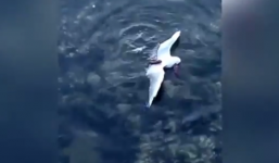 Video: Trận hỗn chiến của bạch tuộc và mòng biển