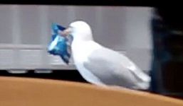 Video: Mòng biển trộm khoai tây chiên trong cửa hàng