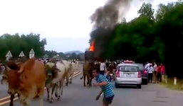 Cảnh sát giao thông 'giải cứu' đàn bò khỏi xe tải bốc cháy