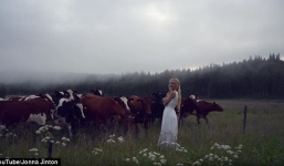 Video: Cô gái xinh đẹp hát, cả đàn bò xúm lại nghe