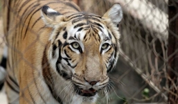 Nữ nhân viên sở thú bị hổ tấn công tử vong