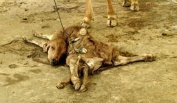 Bò mẹ sinh bê con 8 chân gây xôn xao ở Đồng Tháp