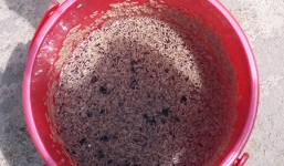 Phát hiện một công ty xả nước thải có dòi bò lúc nhúc ra môi trường