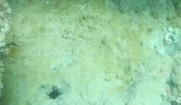 Vụ Formosa xả thải: Xác định hàm lượng độc tố còn dưới đáy biển