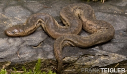 Video: Xem 'quái vật' dài 2,5 m siết chết con mồi