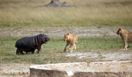 Hà mã con liều mạng quyết chiến với sư tử hung dữ bảo vệ mẹ 