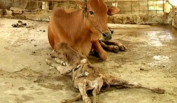 Lý giải hiện tượng bò đẻ ra bê con 8 chân ở Đồng Tháp