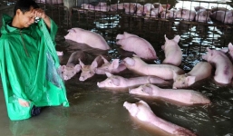 Người nông dân khóc giữa chuồng lợn ngập nước gây bão mạng Trung Quốc