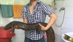 Phát hiện kỳ nhông khổng lồ 80 năm tuổi ở Trung Quốc