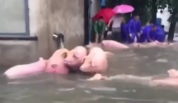 Video: Giải cứu 3.000 con lợn bị mắc kẹt trong lũ dữ