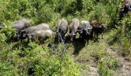 Xuất hiện đàn 'trâu điên' gần 10 con liên tục tấn công người
