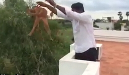 Nam thanh niên ném chó từ tầng 5 xuống gây phẫn nộ