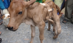 Trả 100 triệu để mua con bê 8 chân ở Đồng Tháp