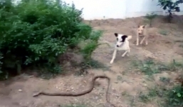 Video: Hai con chó cắn đứt đôi rắn hổ trâu dài 1,5 mét để cứu chủ
