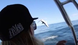 Video: Hy hữu cảnh cá mập tung mình lên khỏi mặt nước