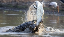Cận cảnh cá sấu 'khủng' xé xác đồng loại