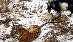 Tình bạn kỳ lạ giữa dê và hổ đã đường ai nấy đi