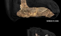 Lạ kỳ hóa thạch khủng long mỏ vịt có khối u trên mặt