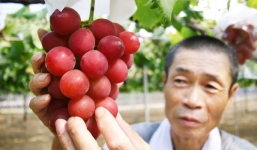 Chùm nho giá gần 250 triệu đồng tại Nhật Bản