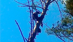 Phát hiện thi thể người đàn ông chết 8 tháng trên cành cây