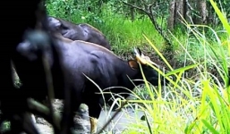 Quay được cảnh đàn bò tót 4 con ở Đắk Lắk