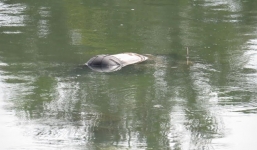 Thi thể thiếu nữ nổi trên cống thoát nước ở Hải Phòng