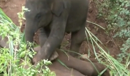Voi con tuyệt vọng cố đánh thức voi mẹ chết đang nằm dưới hố chôn