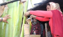 Cây chuối kỳ lạ, to bất thường ở Trà Vinh