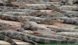 Trung Quốc: Gần 100 con cá sấu sổng chuồng trong mưa lũ