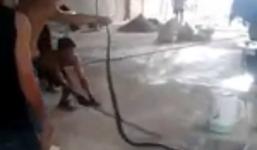 Video: Người đàn ông tay không bắt rắn hổ mang 'khủng'