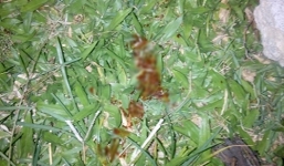 Hỗn chiến trên sân bóng, một thanh niên bị đâm chết