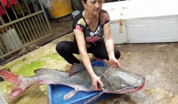 Bắt được cá lăng 'khủng' nặng bằng người lớn trên sông Sêrêpốk