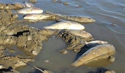 Nghệ An: Nắng nóng kéo dài kèm mưa lớn, cá tại các hồ chết hàng loạt