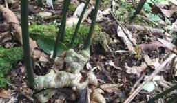 Cây sâm Ngọc Linh hơn 100 tuổi, trả nửa tỷ đồng không bán