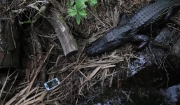 Video: Người đàn ông liều mình đánh đuổi cá sấu, lấy lại iPhone