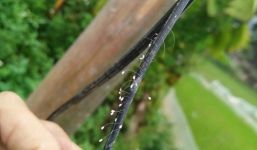 Phát hiện 'hoa Ưu đàm 3.000 năm mới nở' ở Phú Thọ