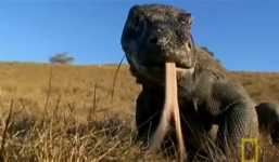 Video: Rồng đất Komodo tấn công trâu rừng