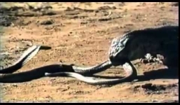 Video: Rồng đất tấn công, nuốt chửng rắn hổ mang